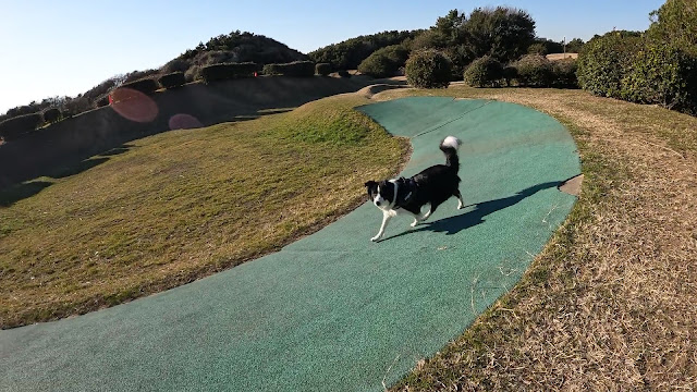 保護犬 ボーダーコリー トーマ