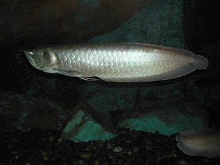 Arowana - The Fish of God