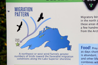 Hawk Ridge raptor migration pattern