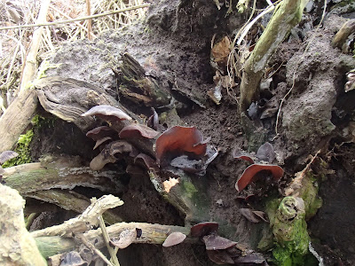 uszak bzowy Auricularia auricula-judae