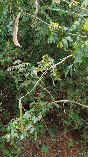 Markhamia stipulata var. pierrei