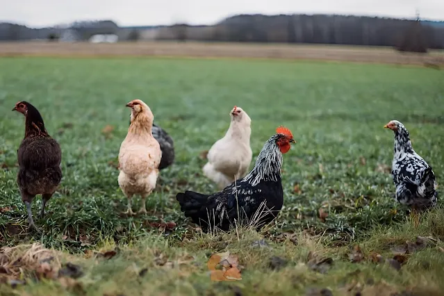 Ternak Ayam Kampung Umbaran