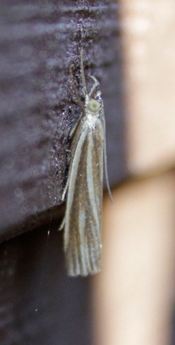 12_08_11_longfield_ crambus_perlella_warringtonellus_110
