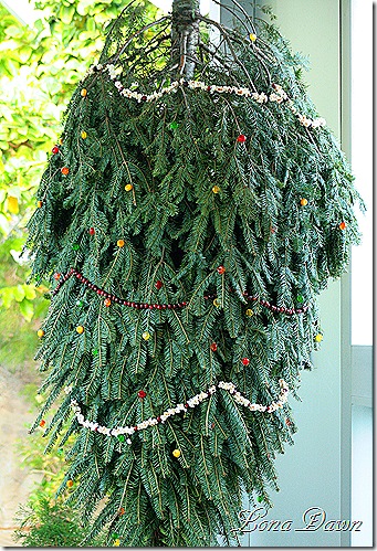 GermanSugaTree_Dec2