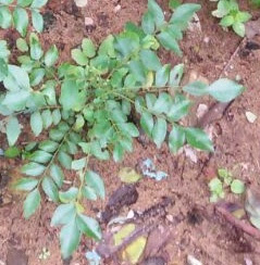 Curry Leaves For Weight Loss