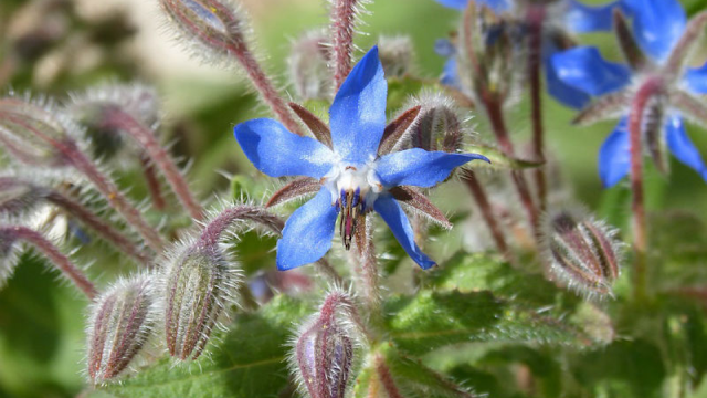 Boražina ili borač (lat. Borago officinalis)