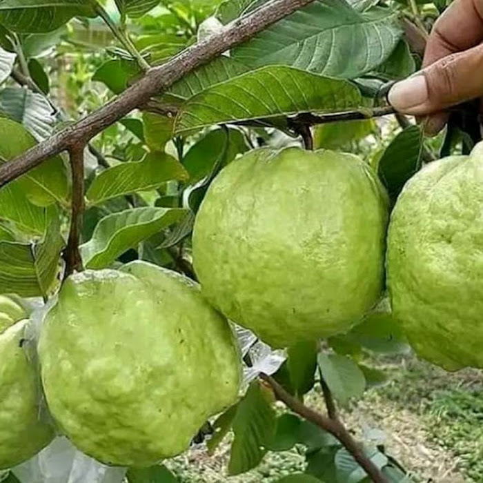 Bibit Jambu Kristal