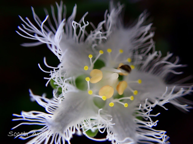 Parnassia foliosa