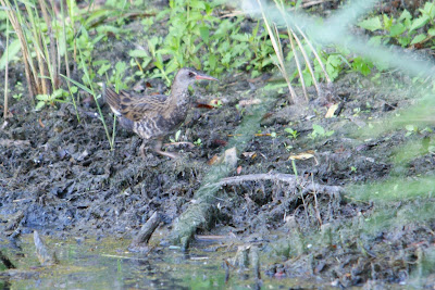 Wetterhintsje - Waterral - Rallus aquaticus