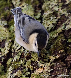 White-breasted Nuthatch, 12/02/10 Broadmoor