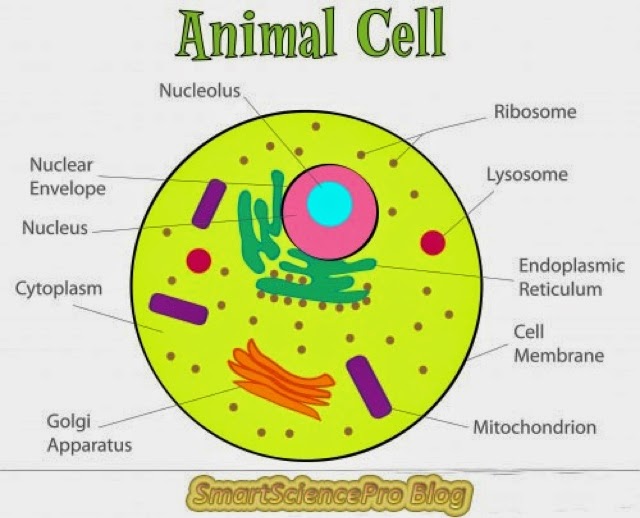 sains tingkatan 1: sel haiwan