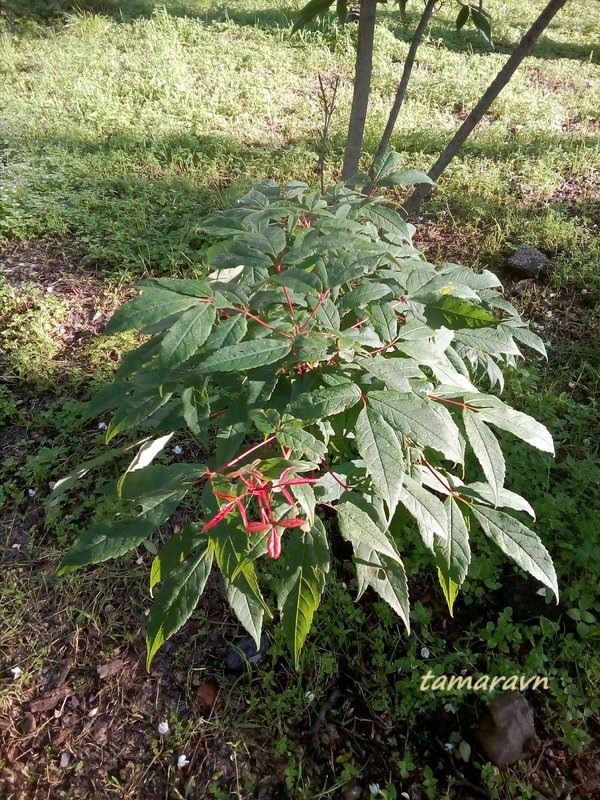 Клён маньчжурский (Acer mandshuricum)