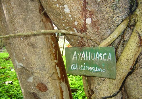 Resultado de imagem para Comentário crítico de jurisprudência sobre o uso religioso de ayahuasca em Holanda