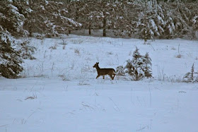 deer and pines think differently about wolves