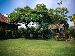 Beautiful Green Yard Of Balinese Temple With Old Frangipani Tree At Ringdikit Village North Bali Indonesia