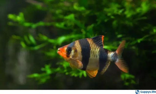 tiger barbs live with guppies