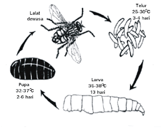 gambar siklus hidup lalat