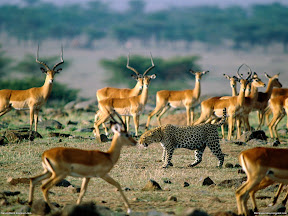 Deers | nature desktop wallpapers Images Photos