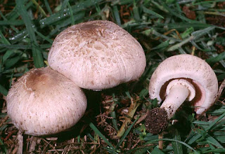 Agaricus bisporus - Champiñón común