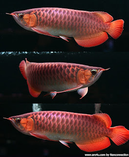 Dragon Fish Arowana Beauty