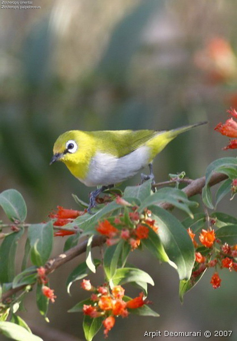 Perawatan Burung Pleci Ala Pemain Pemula