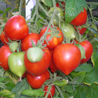 veganer dünger für tomaten