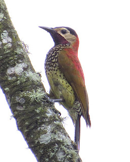 Crimson-mantled Woodpecker