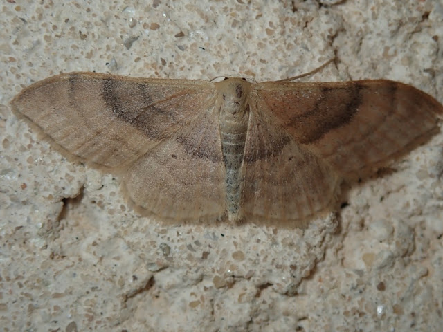 Idaea degeneraria