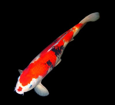 ikan koi