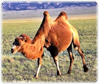 Amazing Facts about Bactrian Camels