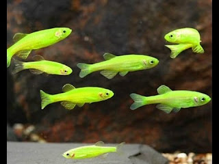 Corydora-Albina1-Xiphophorus-helleri-koi-aquario-venda-afogados-ingazeira-peixes-pernambuco-petshop-agua-doce-reproducao-petmania-bettas-guppys