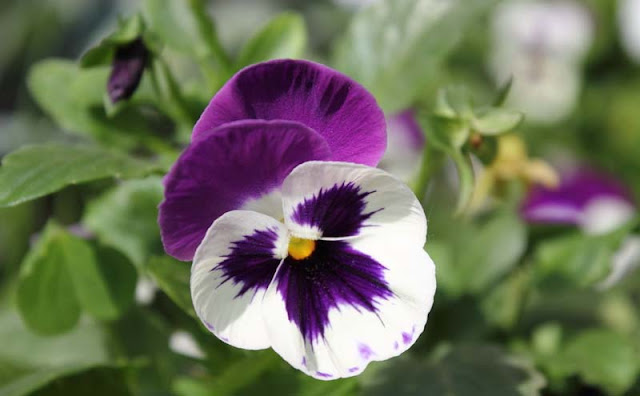 Pansy Flowers Pictures