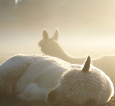 Gähnende Wolken, kuschelnde Nebelschwaden und mitten drin – die unbestrittenen Meister des Morgenmuffels: schlafende Alpakas!