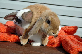 Funny animals of the week - 20 December 2013 (40 pics), cute bunny lift his brother