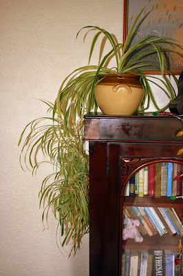 spider plant houseplant sitting on bookshelves