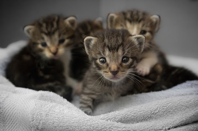 small kittens, white towel, close-up photo, desktop, wallpaper, screensaver, backgrounds, photography, animals, cat, pet, muzzle, cute