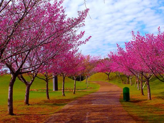 Curitiba, Kota dengan Pesona Bunga Sakura di Brasil