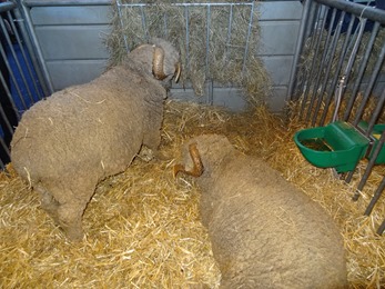 2018.02.25-053 moutons Mérinos de Rambouillet