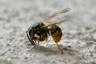 Bee