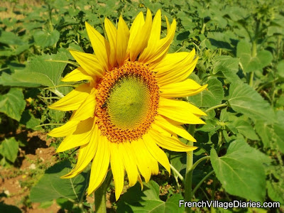 Much Love Monday Sunflowers Yellow Tour de France French Village Diaries