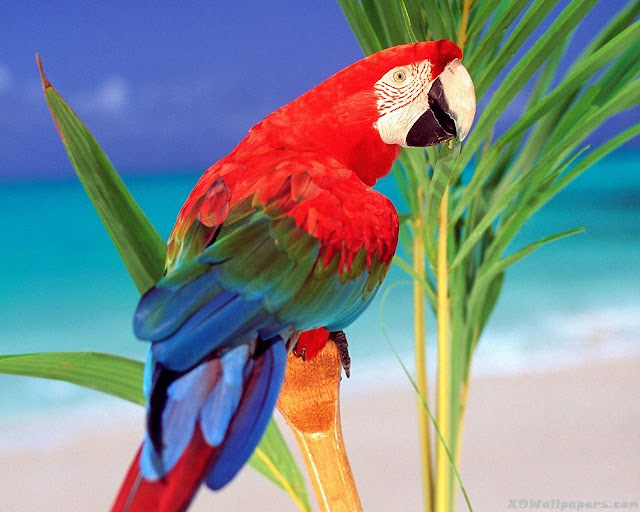 red macows parrots