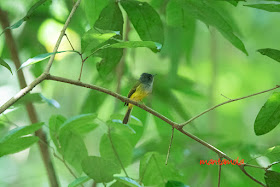 Grey-headed canary-flycatcher