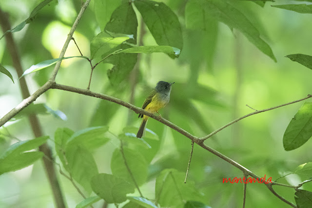 Grey-headed canary-flycatcher