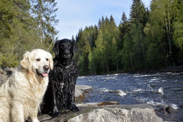 golden retriever flat coated retriever