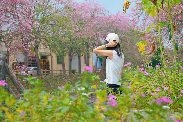 彰化北斗美人樹綿延1.5公里河濱自行車道，河濱公園景觀橋好好拍