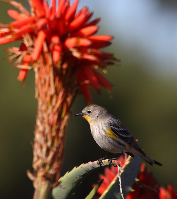 Photo of Yellow-rumped Warbler on succulant