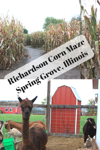 Tackling the World's Largest Corn Maze and Enjoying Fall Farm Fun at the Richardson Corn Maze in Spring Grove, Illinois