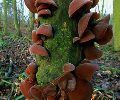 Pict: Fungi are found in many different moist environments and play an important role in the recycling of decomposing materials. Some also form parasitic or symbiotic relationships with living plants.