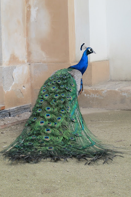 Praag : de mooiste vogel die ik ooit zag ! 