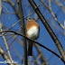 Fall Foliage and Raptor Migration Hike at Sterling Forest...